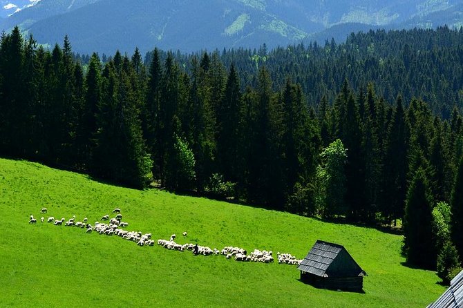 Zakopane Tour from Krakow – Highland Experience & Stunning Views - From Krakow to Poland’s Highland country